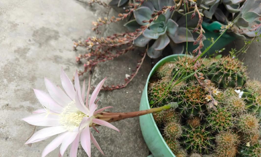 仙人球的插植与繁殖技巧（如何正确插植仙人球并实现繁殖？（）-第2张图片-绿意生活