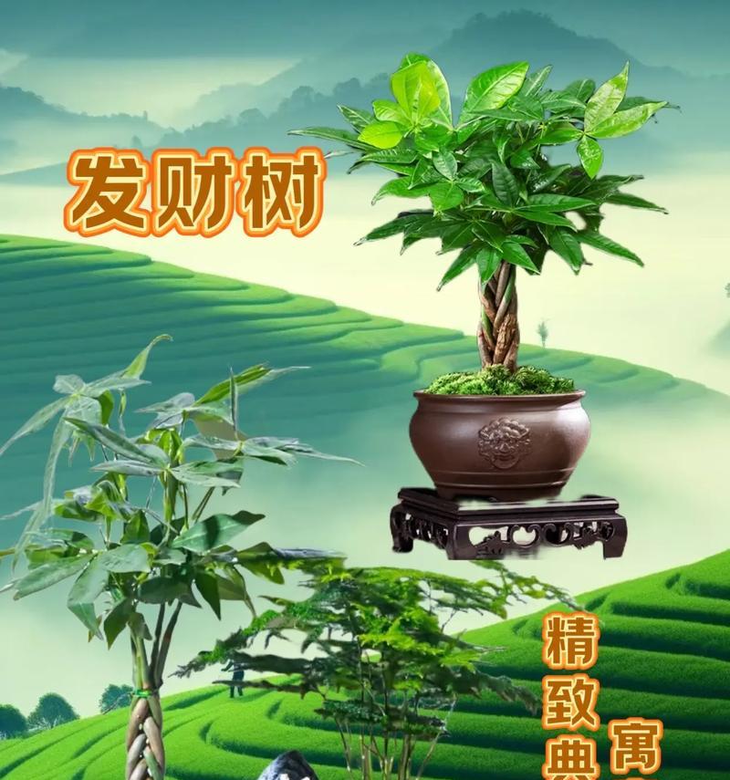 招财树小盆栽的养护全攻略（助您打造富贵生活，财运滚滚来）-第1张图片-绿意生活