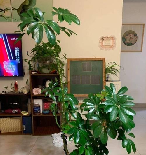 招财树小盆栽的养护全攻略（助您打造富贵生活，财运滚滚来）-第2张图片-绿意生活