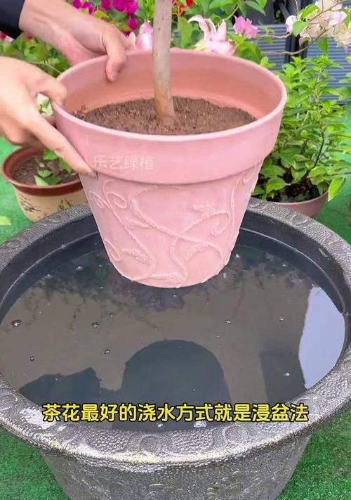 新种茶花的科学浇水方法（为你的新种茶花提供正确的水分养分）-第3张图片-绿意生活