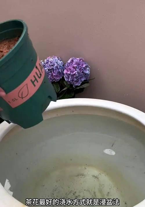 新种茶花的科学浇水方法（为你的新种茶花提供正确的水分养分）-第2张图片-绿意生活