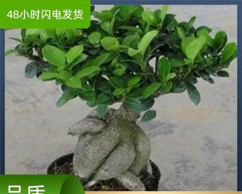 小榕树叶黄了怎么办（从光照、水分、土壤等方面解析小榕树叶黄原因与处理方法）-第2张图片-绿意生活