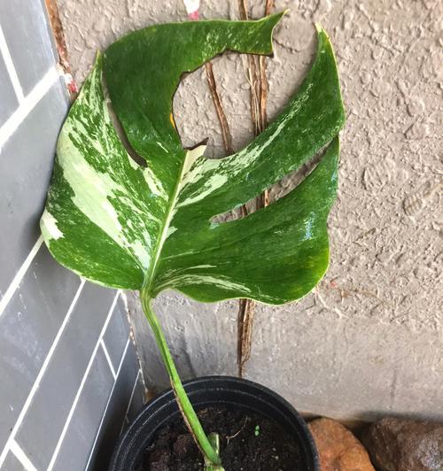 以海石竹浇水后叶子和花蔫了怎么办？（急救方法与日常护理指南）-第1张图片-绿意生活