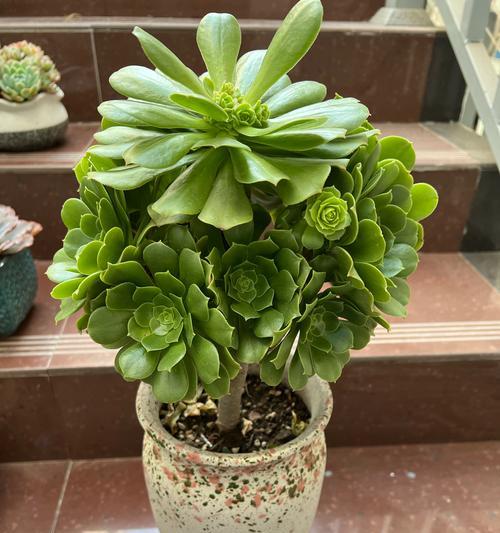 多肉植物生长过长的处理方法（如何控制多肉植物的生长速度及避免过长）-第2张图片-绿意生活