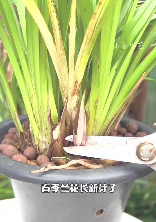 提高兰花发新芽的方法（科学养护，引发兰花新生）-第1张图片-绿意生活