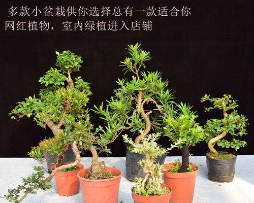 台湾虎皮榕的养护指南（打造健康美丽的台湾虎皮榕，从养护开始）-第2张图片-绿意生活