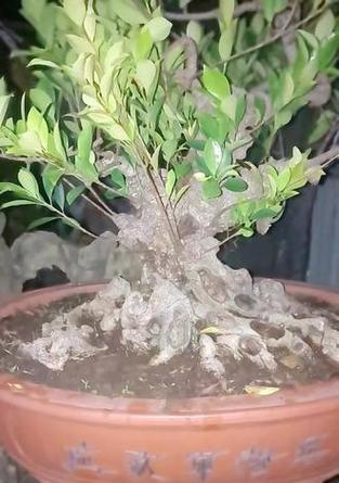 台湾虎皮榕的养护指南（打造健康美丽的台湾虎皮榕，从养护开始）-第1张图片-绿意生活