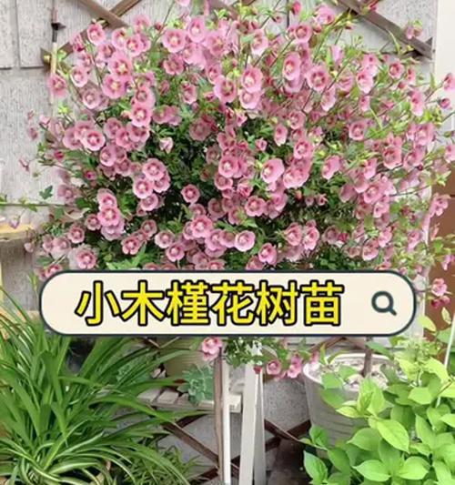家庭盆栽木槿花的养护指南（打造家中美丽花园的秘密武器——木槿花养护技巧）-第3张图片-绿意生活