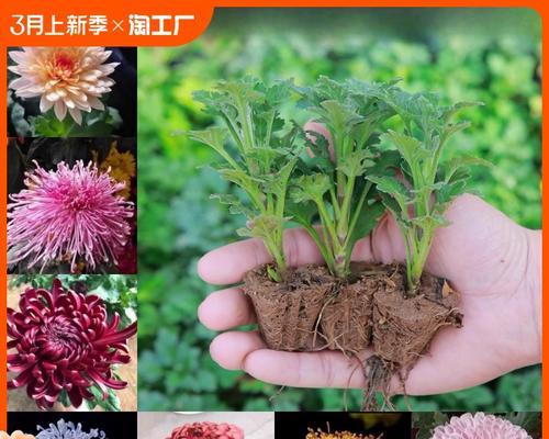 盆栽荷兰菊的养护指南（如何正确养护盆栽荷兰菊，让它持续绽放）-第1张图片-绿意生活