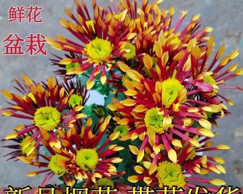 盆栽荷兰菊的养护指南（如何正确养护盆栽荷兰菊，让它持续绽放）-第3张图片-绿意生活