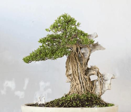 以附石盆景的制作方法（创造自然美景，探索附石盆景的艺术之道）-第2张图片-绿意生活