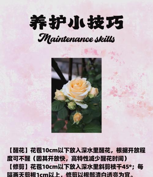 如何促使蜜桃雪山鲜花开花？（关键步骤和技巧，让你的蜜桃雪山鲜花盛开如春）-第3张图片-绿意生活
