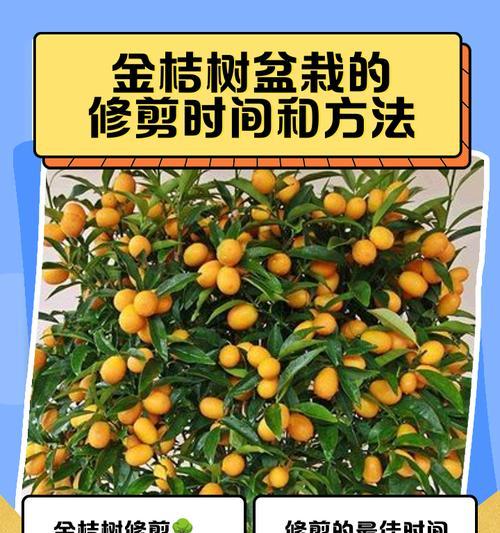 老桔树修剪的技巧与方法（打造健康丰盈的老桔树——以老桔树修剪为主题）-第3张图片-绿意生活