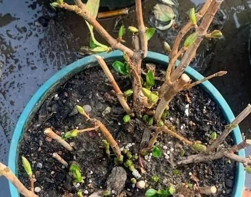 解决花草枯萎的方法（如何挽救因缺水而枯萎的花草？）-第1张图片-绿意生活