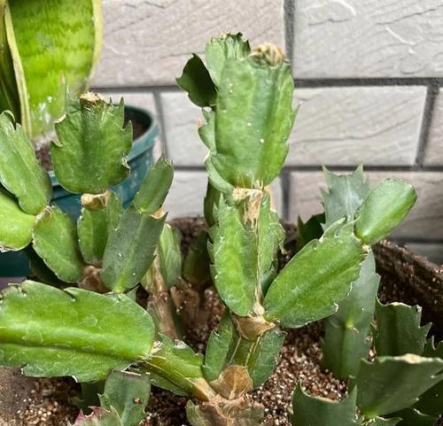 解决花草枯萎的方法（如何挽救因缺水而枯萎的花草？）-第2张图片-绿意生活