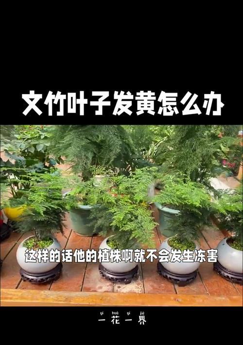 解决花草枯萎的方法（如何挽救因缺水而枯萎的花草？）-第3张图片-绿意生活