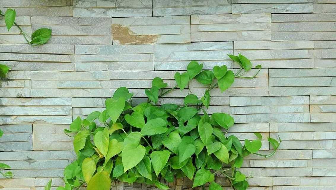 如何处理常青藤叶子发黄问题（常青藤叶子变黄的原因及预防措施）-第3张图片-绿意生活
