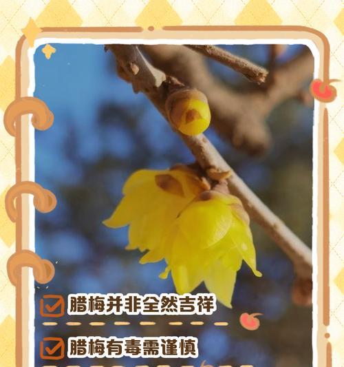 腊梅叶子干枯了，可能是什么原因？（寻找腊梅叶子干枯的真相及应对方法）-第1张图片-绿意生活