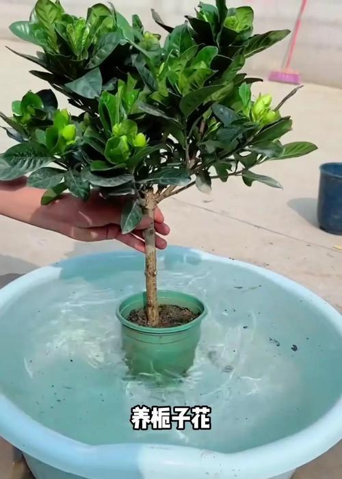 栀子花扦插技巧（探索栀子花扦插的秘密，助你打造花园中的明星植物）-第1张图片-绿意生活