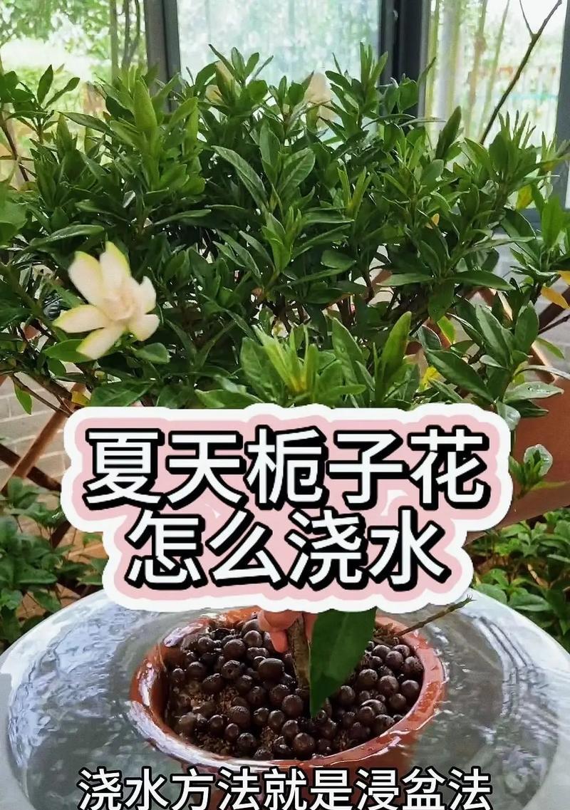 栀子花扦插技巧（探索栀子花扦插的秘密，助你打造花园中的明星植物）-第2张图片-绿意生活