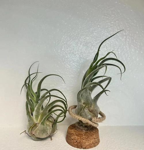 如何科学养护犀牛角花（全面解读犀牛角花的养护技巧，让你的犀牛角花健康茁壮）-第1张图片-绿意生活