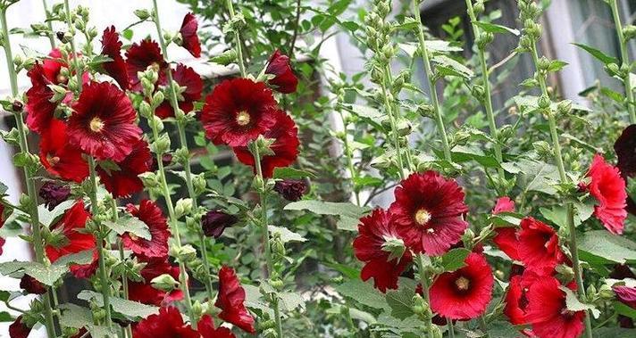 以宿根蜀葵怎么种——打造美丽花园的秘诀（宿根蜀葵的种植技巧和养护要点）-第2张图片-绿意生活
