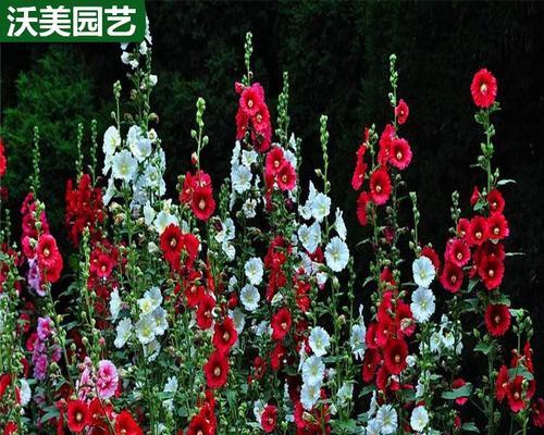 以宿根蜀葵怎么种——打造美丽花园的秘诀（宿根蜀葵的种植技巧和养护要点）-第3张图片-绿意生活