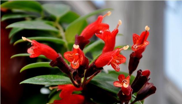 蛇皮花的养殖技巧（打造令人惊艳的室内花园）-第1张图片-绿意生活