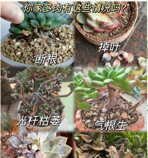 多肉根折断了怎么办？（教你解决多肉根折断的问题）-第3张图片-绿意生活