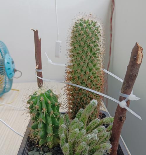 多肉根折断了怎么办？（教你解决多肉根折断的问题）-第2张图片-绿意生活