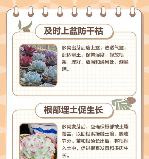 多肉根折断了怎么办？（教你解决多肉根折断的问题）-第1张图片-绿意生活
