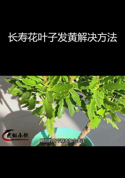 夏天长寿花叶子尖发黄的原因与解决方法（夏季高温导致长寿花叶子发黄，如何处理？）-第3张图片-绿意生活