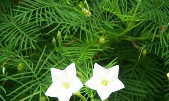 羽叶茑萝施肥技巧（掌握正确的施肥方法，助力羽叶茑萝健康生长）-第1张图片-绿意生活