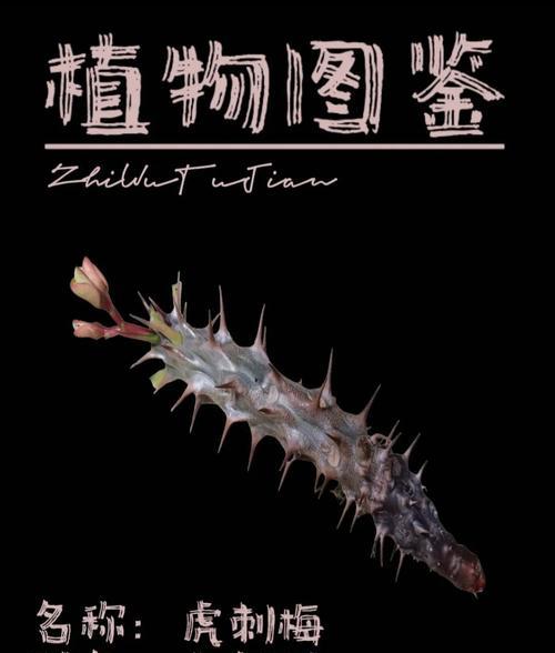 虎刺梅根系发达的原因及作用（探究虎刺梅根系的生长特点和根系的作用）-第2张图片-绿意生活