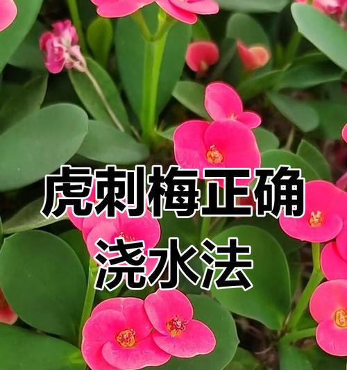虎刺梅根系发达的原因及作用（探究虎刺梅根系的生长特点和根系的作用）-第3张图片-绿意生活