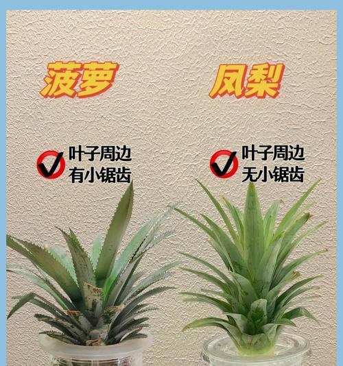 菠萝与凤梨的表皮差异及其区分方法（以外观、纹理、颜色等特征对菠萝和凤梨表皮进行区分）-第2张图片-绿意生活