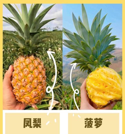 菠萝与凤梨的表皮差异及其区分方法（以外观、纹理、颜色等特征对菠萝和凤梨表皮进行区分）-第3张图片-绿意生活