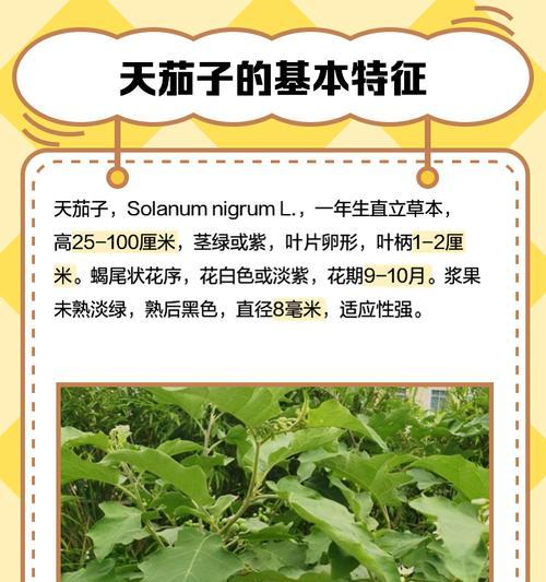 龙葵的种植全攻略（种植月份、育苗技巧、生长期、注意事项等）-第1张图片-绿意生活
