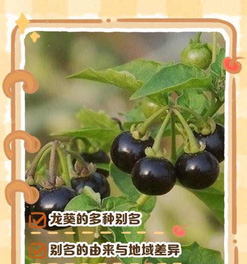 龙葵的种植全攻略（种植月份、育苗技巧、生长期、注意事项等）-第3张图片-绿意生活