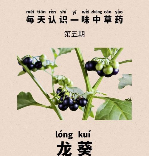 龙葵的种植全攻略（种植月份、育苗技巧、生长期、注意事项等）-第2张图片-绿意生活