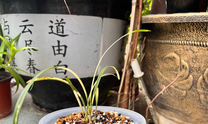 探索以花盆里的草的处理方法（让草变得更美丽的关键）-第1张图片-绿意生活