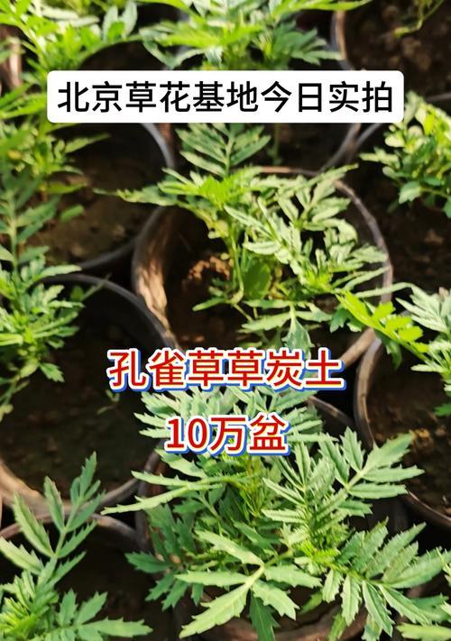 探索以花盆里的草的处理方法（让草变得更美丽的关键）-第3张图片-绿意生活