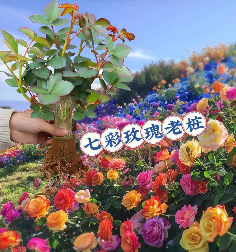 80朵玫瑰花花语的含义（解读80朵玫瑰花所代表的不同含义，让你送花更具有深意）-第3张图片-绿意生活