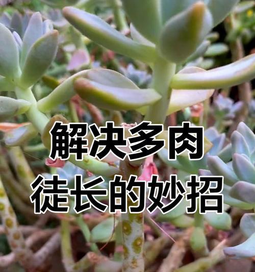 多肉移盆后徒长应对策略（多肉植物移盆后的徒长现象及解决办法）-第2张图片-绿意生活