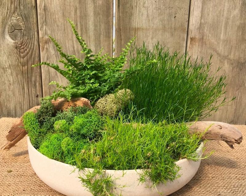 苔藓的生长过程与特点（以盆景上的苔藓为例，揭示其生长之迷）-第2张图片-绿意生活