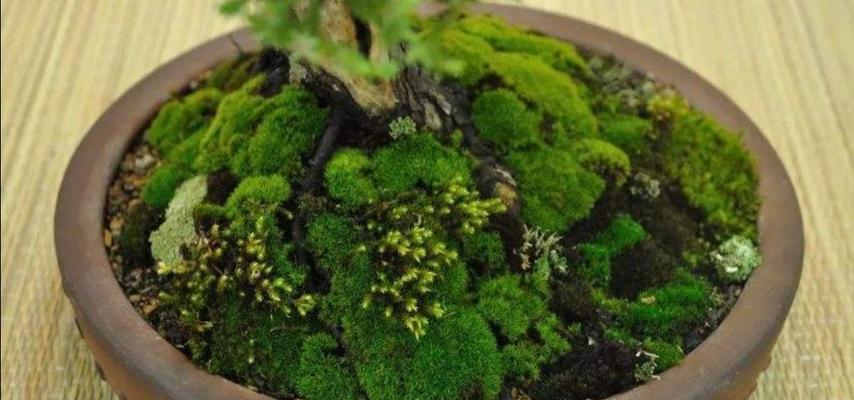 苔藓的生长过程与特点（以盆景上的苔藓为例，揭示其生长之迷）-第3张图片-绿意生活