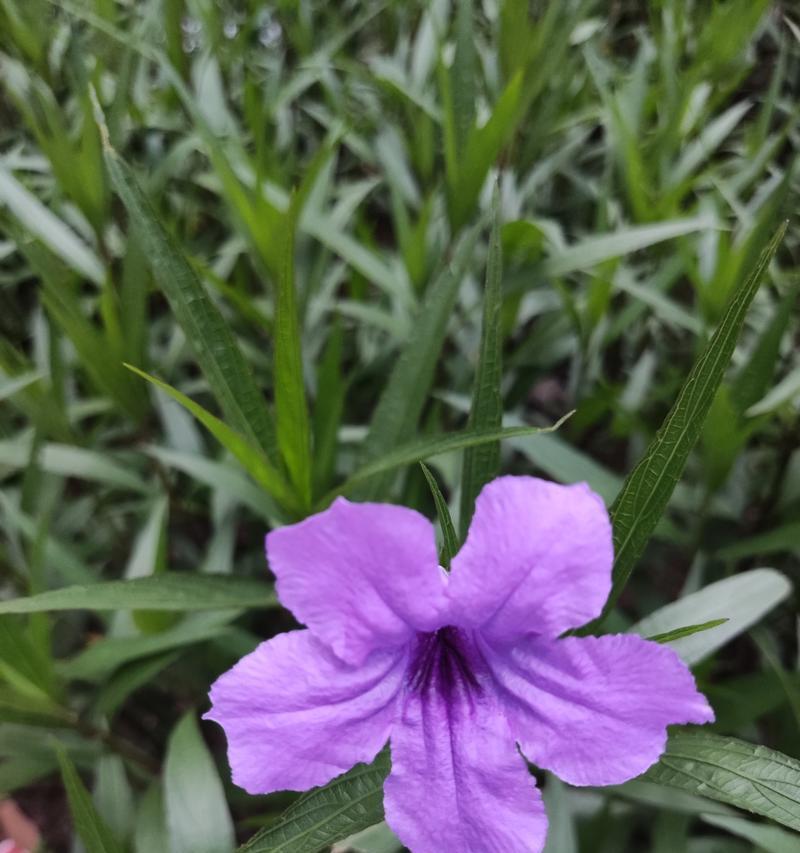 属鼠养花必备，这几种花儿最适合！（属鼠养花的秘密武器——这几种花儿不容错过！）-第2张图片-绿意生活