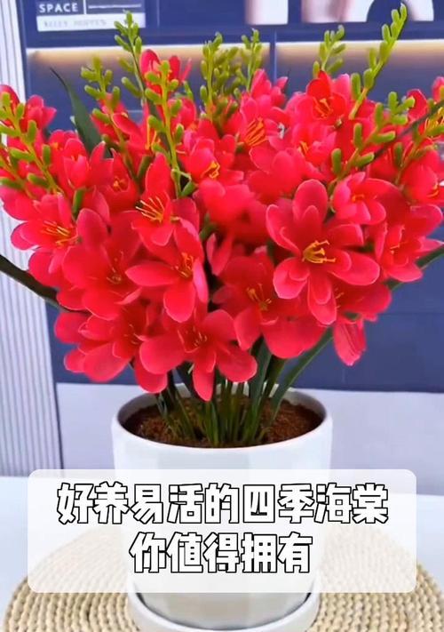 冬季四季海棠的养护技巧（打造花期长、花色丰富的美丽海棠）-第1张图片-绿意生活