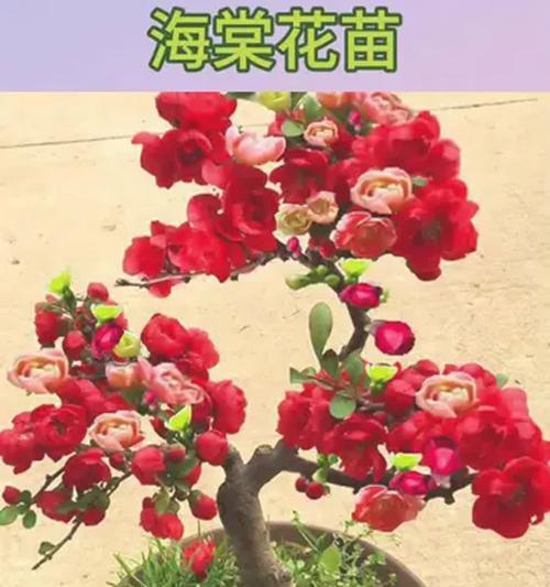 冬季四季海棠的养护技巧（打造花期长、花色丰富的美丽海棠）-第2张图片-绿意生活