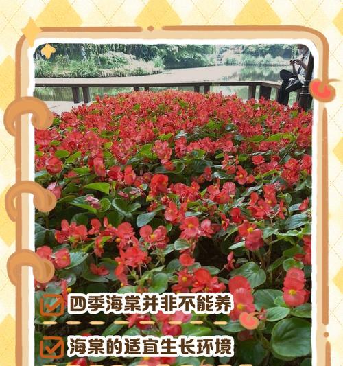 冬季四季海棠的养护技巧（打造花期长、花色丰富的美丽海棠）-第3张图片-绿意生活